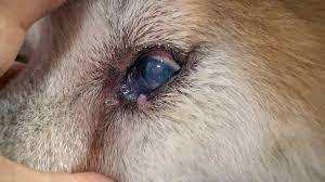 how to remove tear stains on dogs naturally