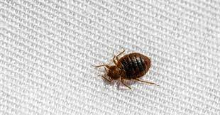 bedbug look alikes moxie pest control
