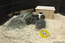 guinea pigs have straw in their cage
