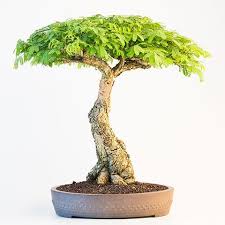 Hawaiian umbrella bonsai tree 3 tree forest group (arboricola schefflera 'luseanne'). Bonsai Trees For Sale In Durban Bonsai Tree