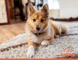 my dog dig in the carpet and furniture