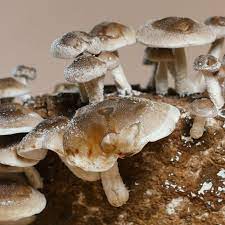 Cascadia Mushrooms gambar png