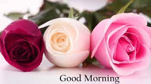 good morning rose wallpapers