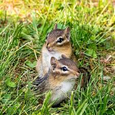 keeping chipmunks out of your bulbs