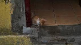 Image result for are cats afraid of storms