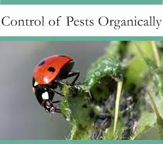 Pest control is something all of us have had some experience with at one point or another. Ladybugs And Other Organic Pest Control The Pest Advice
