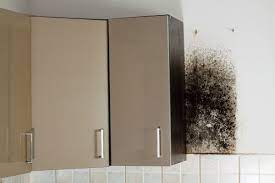 Black Mold And Cabinets