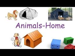 Animals And Their Homes For Children Flash Cards