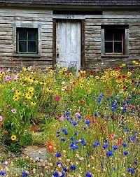 how to grow a wildflower cote garden