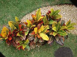 The main advantage of a croton plant is that it doesn&#x27;t require special care. Como Cuidar Un Croton Jardineria On