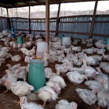 Broiler production in Nigeria: A Good Start-up Business for every  Agripreneur - Top Agri-business Hub in Nigeria