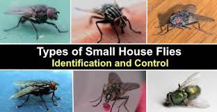 Types Of Small House Flies With