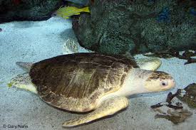 Click here for more detailed information. Sea Turtles Of The Great Barrier Reef Lessons Blendspace