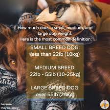 How Much Does A Small And Large Breed Dog Weigh Weight