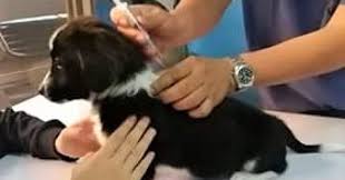 Low cost pet vaccinations for dogs & cats across dallas fort worth with friendly, convenient, and affordable services. Dog Cat Owners Told To Bring Pets For Free Anti Rabies Shots Philippine News Agency