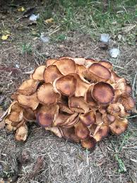 Any Ideas Found In My Yard In Oklahoma Mycology Fungi