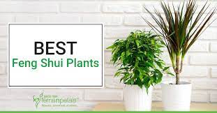 Feng Shui Plants For A Peaceful Life