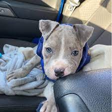 adopt a pit bull puppy near boston ma