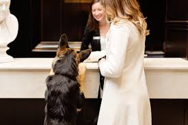 This boutique hotel and restaurant chain welcomes cats (and any other species of pet!) at every one of their best in the west. 16 Pet Friendly Hotels That Both Dogs And Humans Will Love Conde Nast Traveler