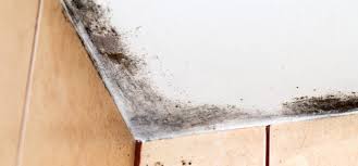 mould prevention and protection in the