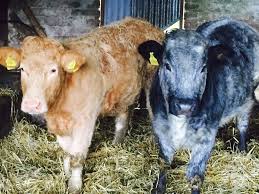 Image result for Cattle Calls.