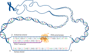 Dna And Proteins Genetics Generation