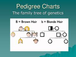 Family tree illustration with hand drawn picture frames. The Family Tree Of Genetics Ppt Download