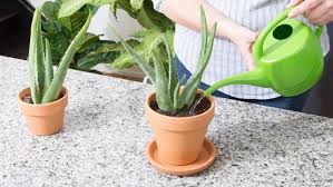 How to Grow Aloe Vera | General Aloe Vera Planting & Care Tips
