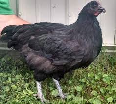 Chicken Breed Selection Ohioline