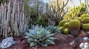 A Cactus Garden