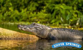 where to see wild alligators in orlando