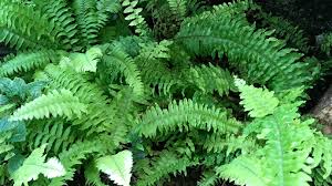 9 Reliable Evergreen Ferns For Dry Shade
