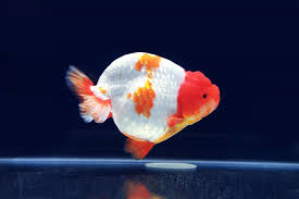 ornamental fish breeding