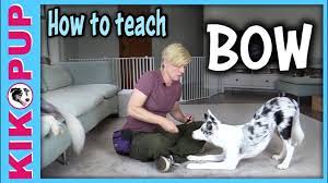 how to teach bow dog tricks tutorial