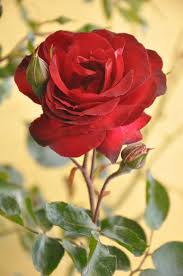 most beautiful red rose flowers in the