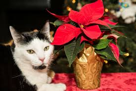 Instead, cat and dog lovers should be wary of the sap that pencil cacti produce, which is a source of latex. Pretty Poinsettias Are Bad For Cats Killarney Cat Hospital