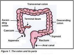 the colon the large intestine anatomy