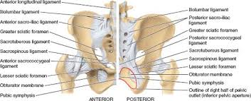 17 photos of the posterior pelvic anatomy. Pelvis And Perineum Basicmedical Key