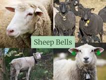 can-a-sheep-wear-a-dog-collar