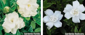 gardenia care in spring flower power