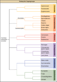 Classification Of Protists Biology Ii