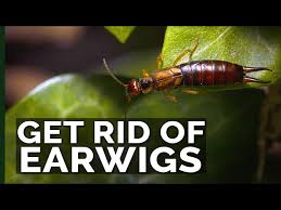 get rid of earwigs with these 2 traps