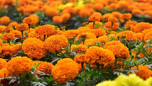 Growing Marigolds How To Plant Care