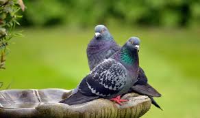 How To Deter Pigeons From Gardens With