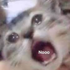 a cat with its mouth open and
