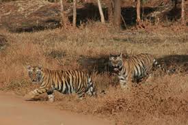 Indias Tiger Population Bounces To 2 226 From A Low Of 1 411