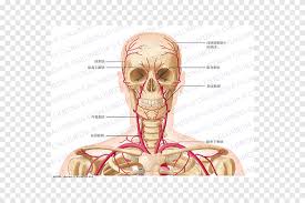 Brain and the majority of the tissues of the head and neck are emptied by internal jugular vein. Head And Neck Anatomy Common Carotid Artery Vein Superficial Temporal Nerve Face Hand Png Pngegg