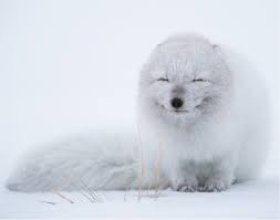 Smiling Arctic Fox : r/aww
