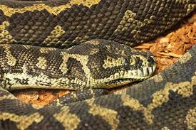 jungle carpet python large snake with