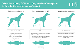 Scientific How Big Will My Dog Be Chart Myers Briggs